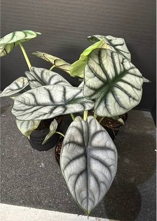 Common House Plants