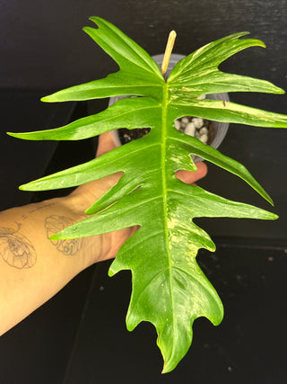 Philodendron Florida Beauty x Tortum - 1 Leaf