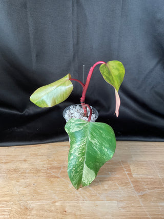 Philodendron Strawberry Shake AR110