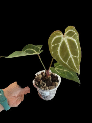 Anthurium Crystalium - 2.5" pot
