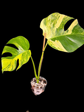 Monstera Aurea 2 Leaves