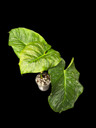 Philodendron Majestic - Big Leaves