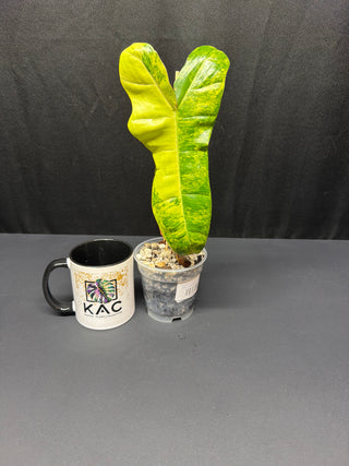 Philodendron 'Jenifer' Florida Beauty x Billie 4" Pot - 2 Leaves