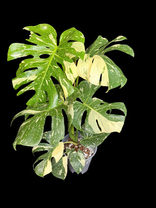Monstera Thai Constellation - 7+ Leaves
