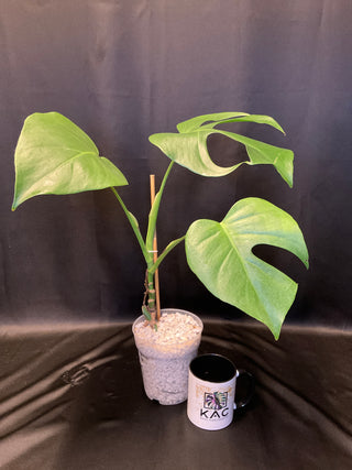 Monstera Brazilian Form 5" Pot - 3 Leaves