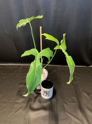 Philodendron florida Beauty x jose buono