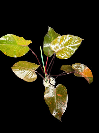 Philodendron Orange Princess