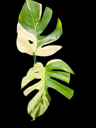Monstera Jungle Mint - 2 Leaves