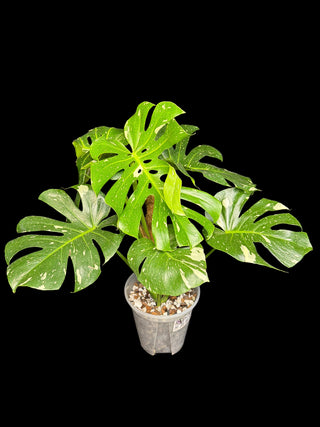 Monstera Thai Constellation - 5-6 Leaves