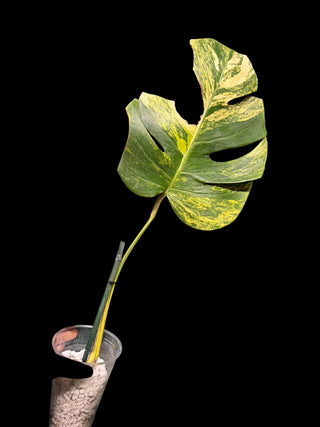 Monstera Aurea Single Leaf