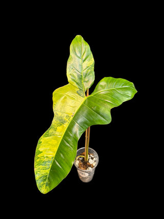 Philodendron Florida Beauty x Billie (Jenifer)