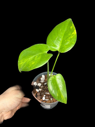 Monstera Large Form Aurea (Yellow Marilyn) - 5" Pot