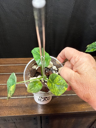 Alocasia Sinuata Aurea