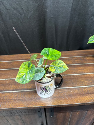 Alocasia Sinuata Aurea