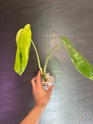 Syngonium Chiapense Variegated 4" Pot