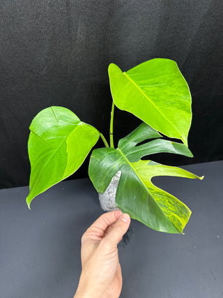 Monstera Green on Green
