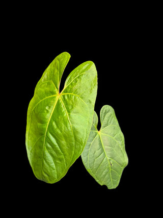 Anthurium Titanium