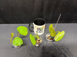 Anthurium Hoffmanii x Papillilaminum