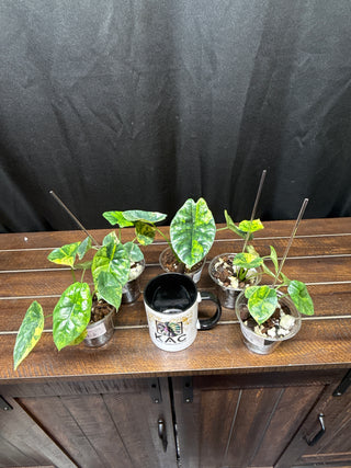 Alocasia Sinuata Aurea