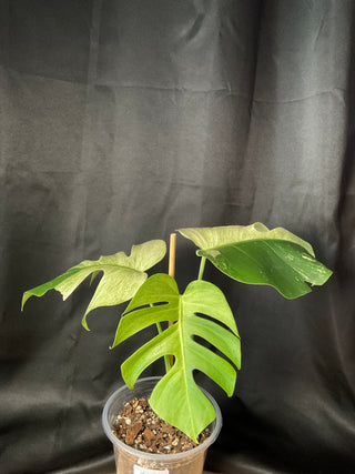 Monstera Mint 2 Leaves