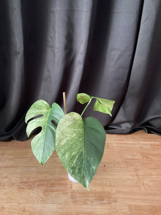 Monstera Mint 4.5" Pot - 3 Leaves