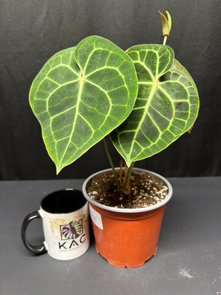 Anthurium Clarinervium 6" pot