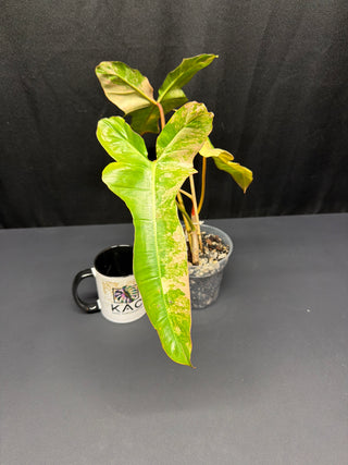 Philodendron 'Jenifer' Florida Beauty x Billie 4" Pot - 3 Leaves