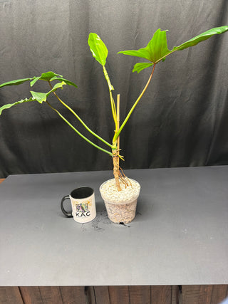 Philodendron florida Beauty x jose buono