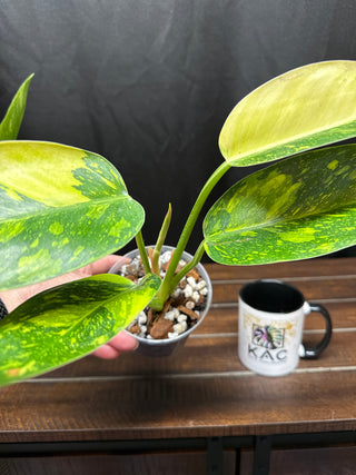 Philodendron Green Congo Nuclear - Large