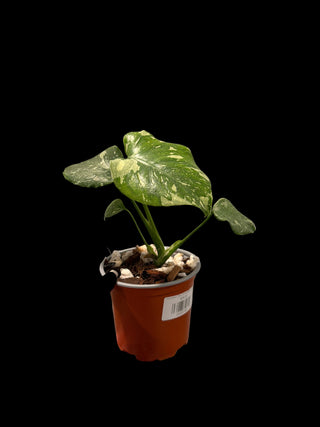 Monstera Thai Constellation - 4" Pot - Growers Choice