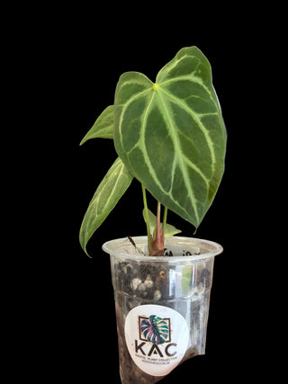 Anthurium Magnificum - 2.5" pot - Growers Choice