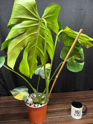Monstera Yellow Marilyn