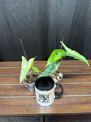 Alocasia Tigrina Albo Variegated