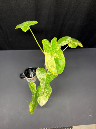 Philodendron 'Jenifer' Florida Beauty x Billie 4" Pot - 5 Leaves