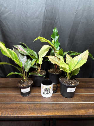 Anthurium Renaissance Tricolor