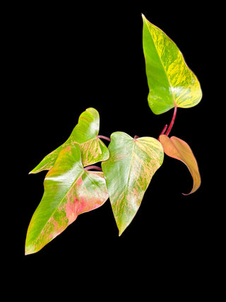 Philodendron Strawberry Shake - 4-5 Leaves
