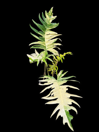 Philodendron Florida Beauty X Tortum