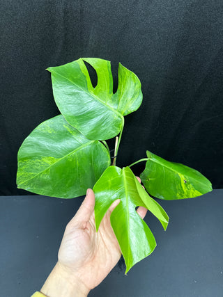 Monstera Green on Green