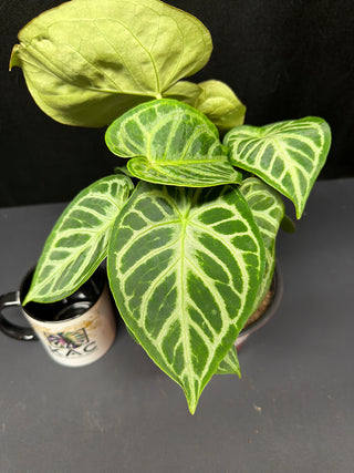 Anthurium Hybrid Silver Blush 6"