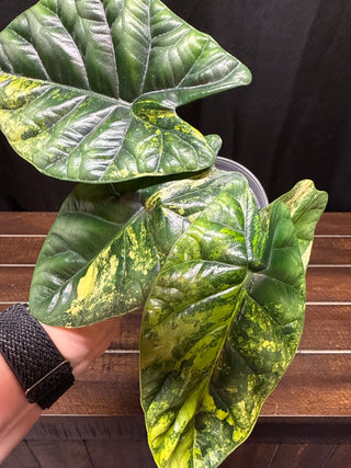 Alocasia Quilted Dreams/Sinuata Variegated - Large