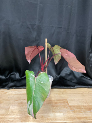 Philodendron Pink Princess King