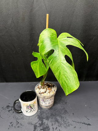 Monstera Mint- 2 Leaves