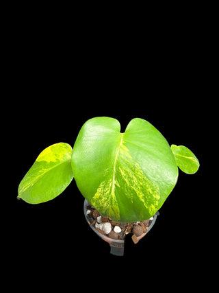 Monstera Large Form Aurea (Yellow Marilyn) - 5" Pot