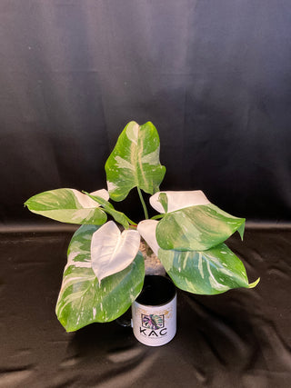 Philodendron White Princess Marble AN186