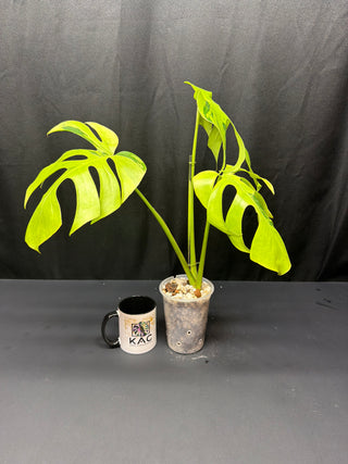 Monstera Light Lime