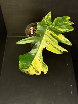 Philodendron Florida Beauty x Mayoi - 1 Leaf