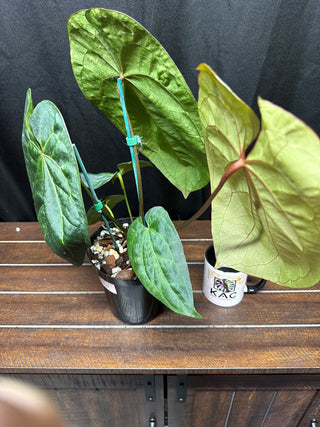 Anthurium KOS x AOS