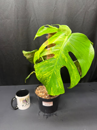 Monstera Aurea Large Form