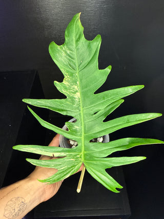 Philodendron Florida Beauty x Tortum - 1 Leaf