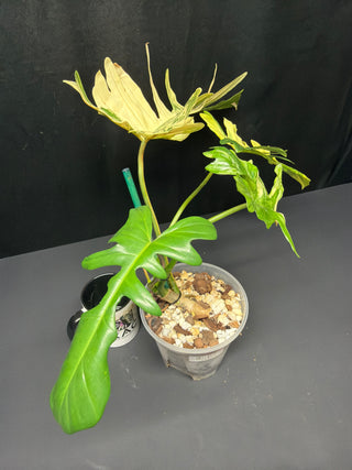 Philodendron Florida Beauty x Mayoi 5" Pot